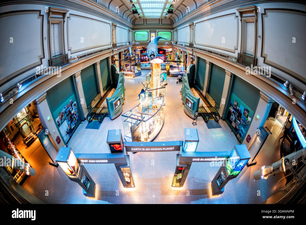 Smithsonian Natural History Museum Sant Ocean Hall Washington DC // WASHINGTON DC – die Sant Ocean Hall, eine bedeutende Dauerausstellung im Smithsonian National Museum of Natural History, zeigt vielfältige Meereslebewesen und Meeresökosysteme. In der Halle befindet sich ein großes Wal- oder Haimodell, das von der Decke abgehängt wird, sowie zahlreiche interaktive Ausstellungen, Quallenmodelle und informative Tafeln. Die 2008 eröffnete Sant Ocean Hall betont den Schutz der Ozeane und die Bedeutung der Meeresumwelt. Es ist eine der Hauptattraktionen im Museum, das sich in der National Mall in Washington befindet Stockfoto