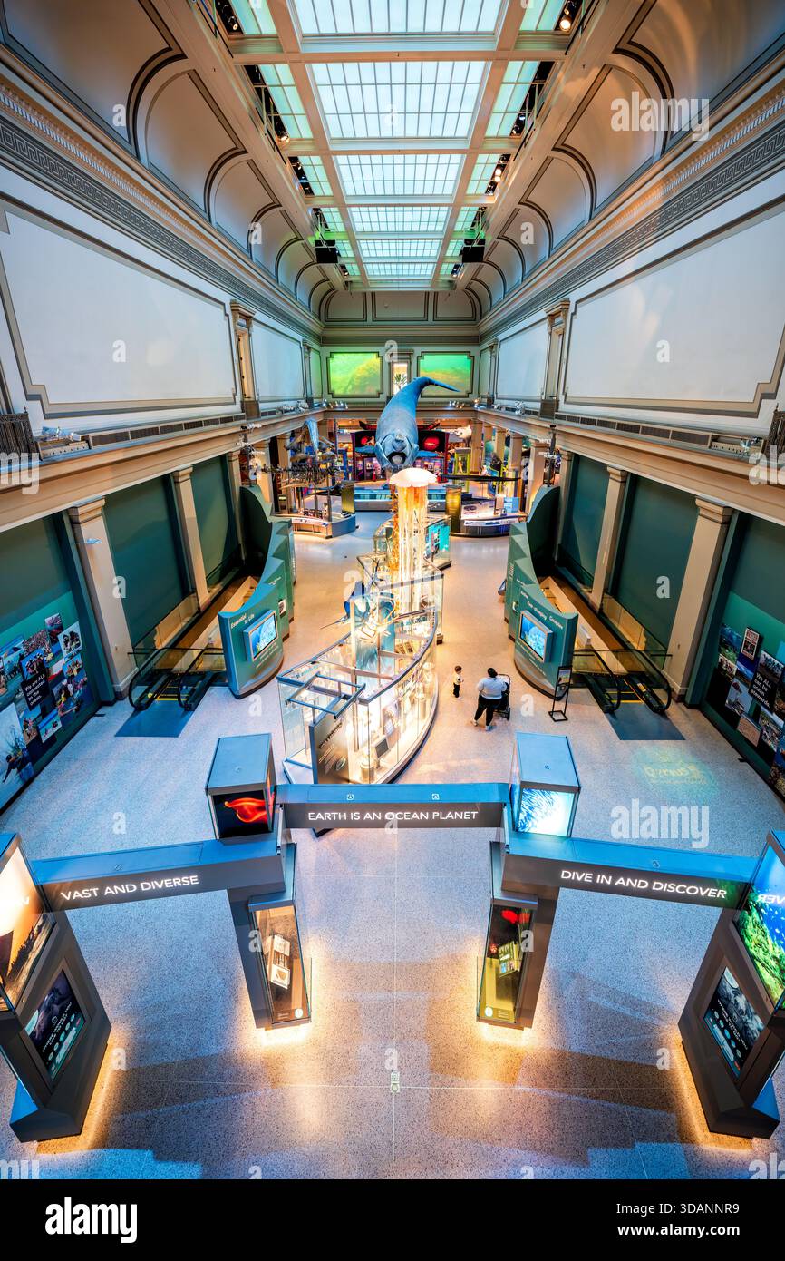 Smithsonian Natural History Museum Sant Ocean Hall Washington DC // WASHINGTON DC — die Sant Ocean Hall im Smithsonian National Museum of Natural History zeigt ein großes nordatlantisches Rechtwalmodell, das von der Decke abgehängt wird und von interaktiven Exponaten über Ökosysteme des Ozeans umgeben ist. Die Halle, die 2008 eröffnet wurde, erforscht die Artenvielfalt der Ozeane, den Schutz und die Verbindung der Menschheit mit der Meeresumwelt. Es ist ein bedeutender Ausstellungsraum innerhalb des Museums, das Teil der größeren Smithsonian Institution ist. Das 1910 gegründete Museum ist ein bedeutendes Forschungs- und Bildungszentrum Stockfoto