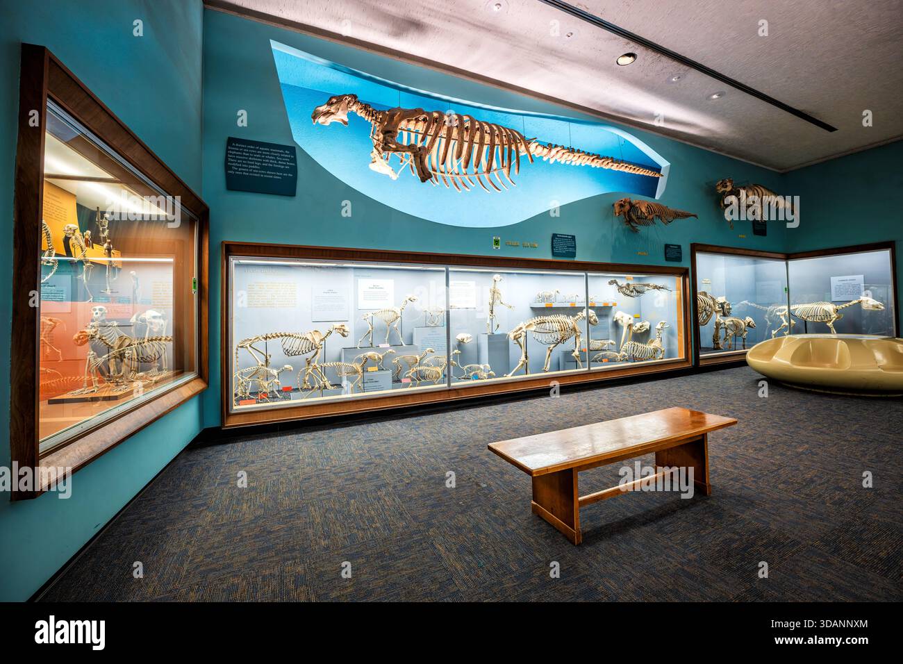 Smithsonian National Museum of Natural History Bone Hall Washington DC | WASHINGTON D.C., Vereinigte Staaten – Ein Skelett eines Grauwals hängt über den Ausstellungsfällen von Fleischfressern und Seekühen in der Bone Hall im National Museum of Natural History des Smithsonian. Das Exemplar, das von der Küste Koreas stammt, stellt den Eschrichtius robustus dar, einen zahnlosen Bartenwal, der sich ernährt, indem er kleine Krebstiere und Fische aus Meeresbodensedimenten filtert. Stockfoto