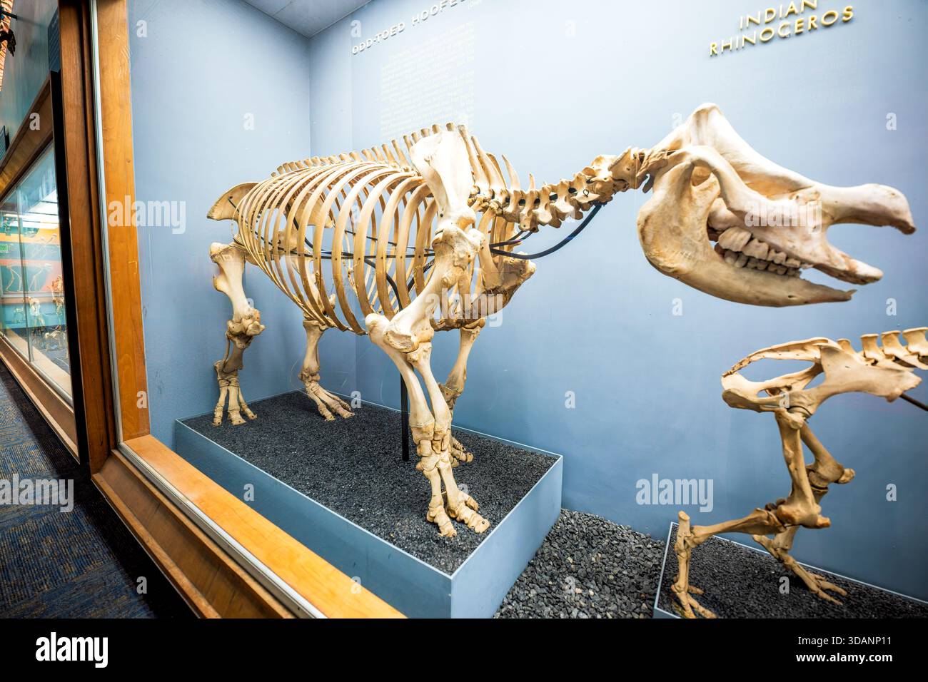 Smithsonian Natural History Museum Indian Rhinoceros Skeleton Washington DC // WASHINGTON DC – ein indisches Rhinoceros (Rhinoceros unicornis) Skelett wird in der Knochenhalle des Smithsonian National Museum of Natural History ausgestellt. Diese Ausstellung zeigt ungewöhnliche Hufsäuger (Order Perissodactyla), darunter Nashörner, Tapire und Pferde. Ein wichtiges Skelettmerkmal dieser Ordnung ist der große, symmetrische Mittelzehe, der den größten Teil des Körpergewichts trägt. Die massiven Knochen des Indischen Rhinozeros spiegeln seinen schweren, aber beweglichen Körper wider, und sein Horn ist dermal, ohne einen knöchernen Kern. Eine kleinere tapi Stockfoto