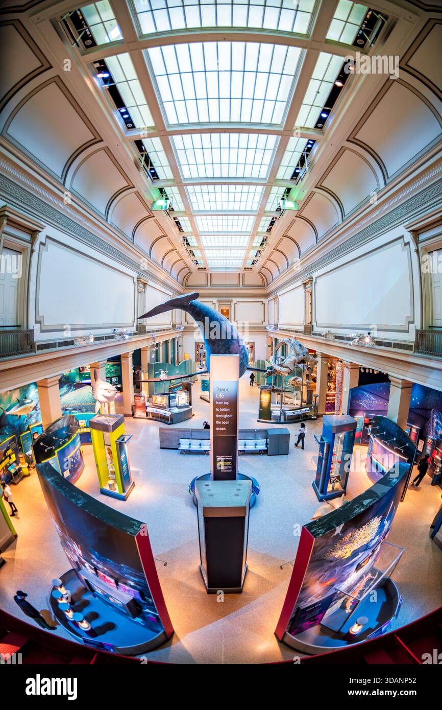 Smithsonian Natural History Museum Sant Ocean Hall Washington DC | WASHINGTON D.C., Vereinigte Staaten – Ein 45 Fuß (13,7 m) langes Modell eines Nordatlantischen Glattwals hängt unter einem Dachhimmel beleuchteten Tonnengewölbe in der Sant Ocean Hall im Smithsonian National Museum of Natural History. Besucher bewegen sich durch die Ausstellungsetage darunter. Die 2008 eröffnete Halle ist die größte Galerie des Museums, die Meeresökosysteme und Meeresschutz behandelt. Stockfoto
