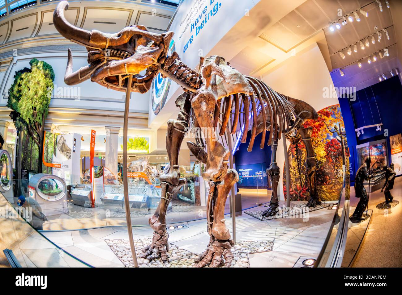 Smithsonian Natural History Museum American Mastodon Washington DC | WASHINGTON D.C., Vereinigte Staaten – Ein gegossenes Skelett eines amerikanischen Mastodons (Mammut americanum) überragt Besucher in der David H. Koch Hall of Fossils - Deep Time im Smithsonian National Museum of Natural History. Das Tier lebte vor etwa 15.500 bis 11.500 Jahren, wobei ursprüngliche Fossilien aus pleistozänen Sedimenten im Pulaski County, Indiana, gefunden wurden. Mastodonen sind nur entfernte Verwandte lebender Elefanten, vergleichbar mit dritten Cousins als Geschwistern. Stockfoto