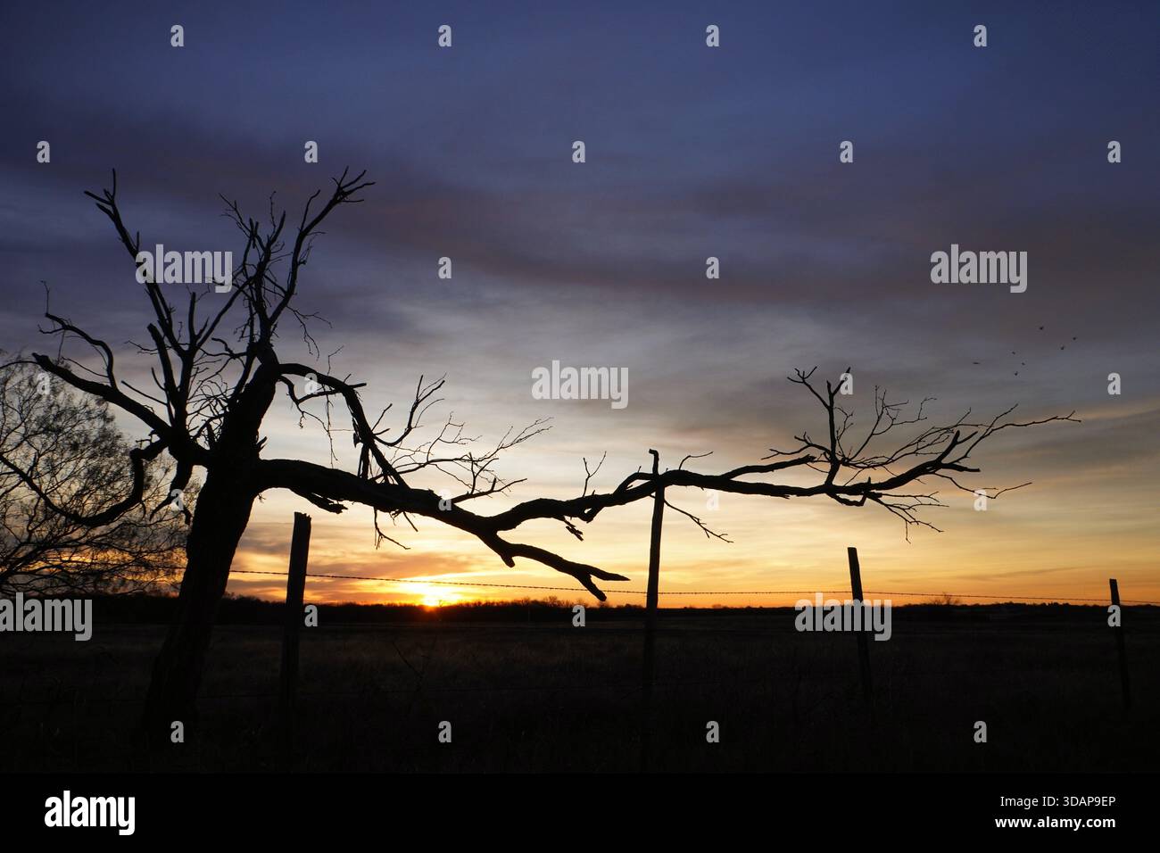 Sonnenaufgang mit bunten Wolken und Silhouette von Baum und Stacheldrahtzaun. Stockfoto