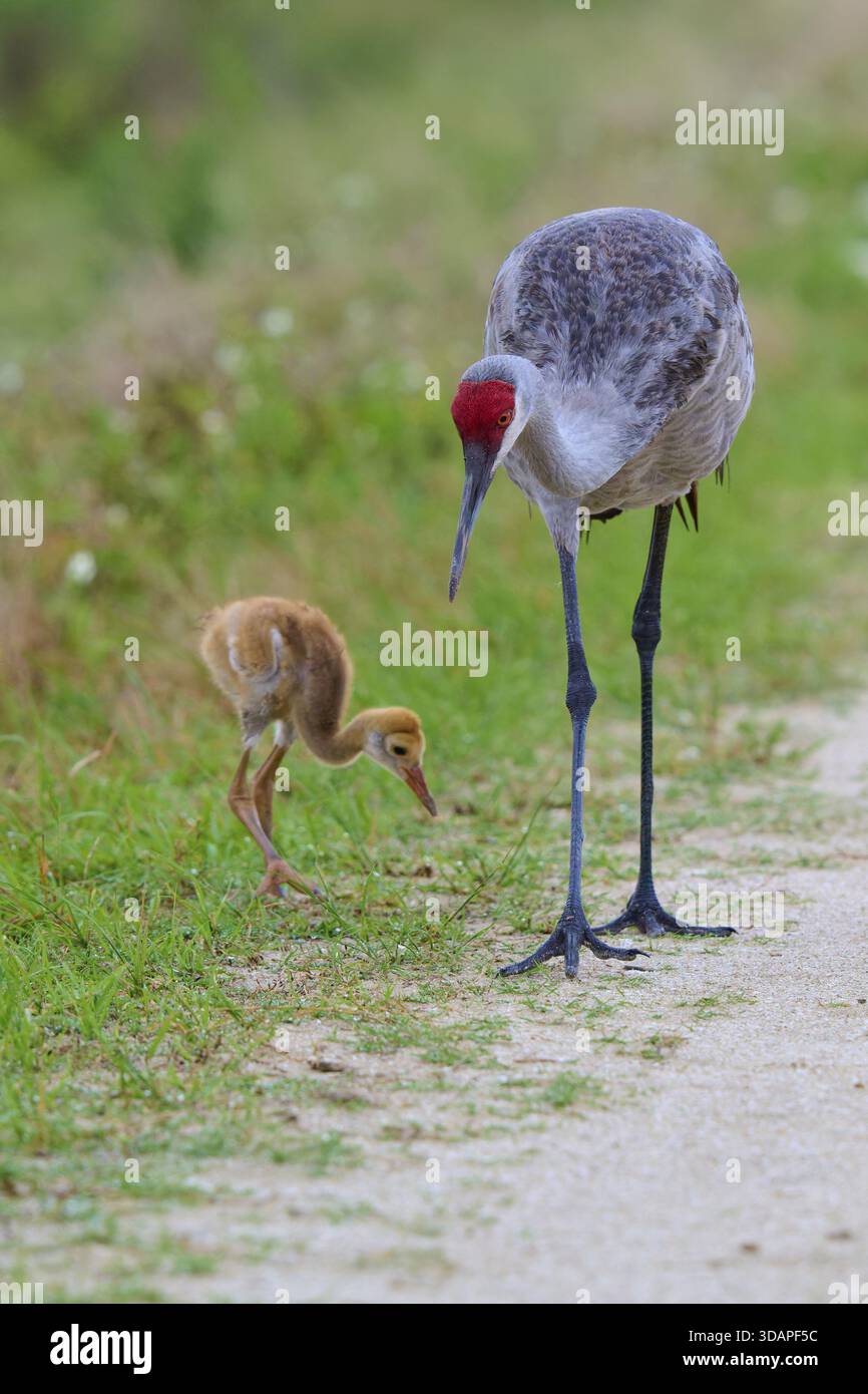Der Kran und das Küken suchen aufmerksam nach Nahrung entlang der Strecke, Kanada Krane oder Florida Krane (Grus canadensis pratensis), Spring, ORL Stockfoto