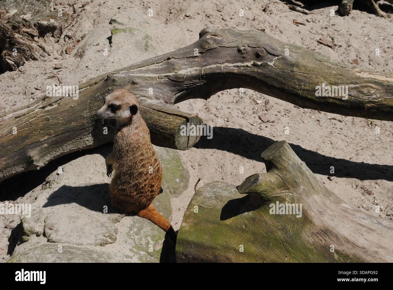 Ein beobachtender Erdmännchen auf dem Sand zwischen zwei Stämmen Stockfoto