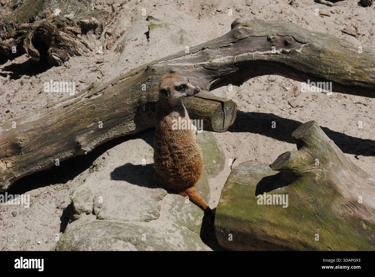 Ein beobachtender Erdmännchen auf dem Sand zwischen zwei Stämmen Stockfoto