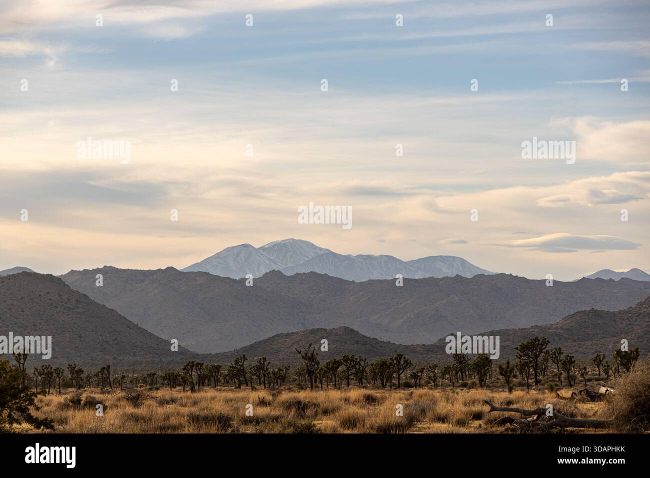 Joshua-Bäume säumen die Wüstenlandschaft mit mehrschichtigen Bergketten im Joshua Tree National Park, Kalifornien Stockfoto