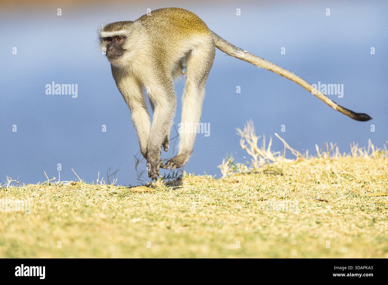 Vervet Monkey (Cercopithecus aethiops) South Luangwa NP Sambia August Stockfoto