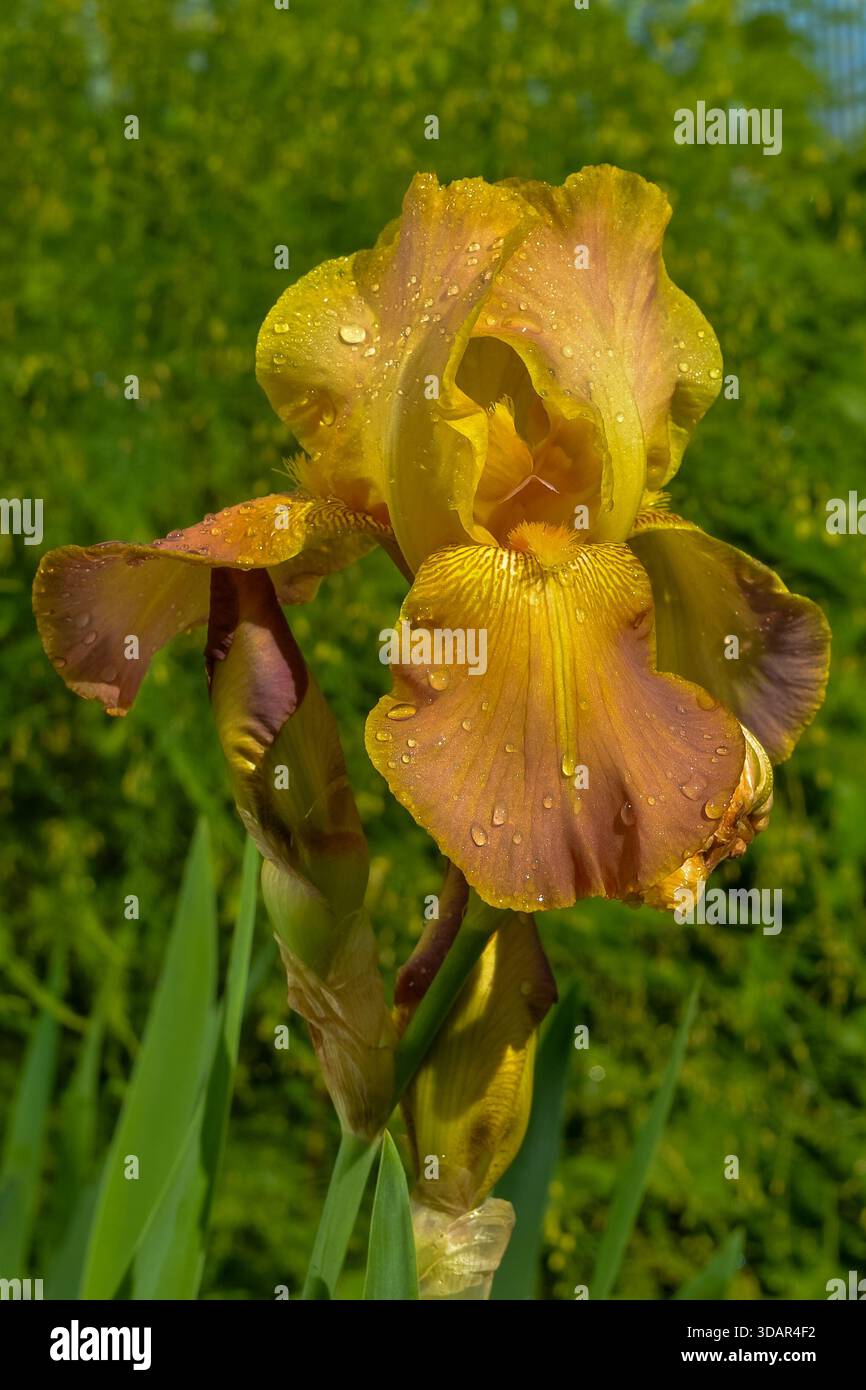 Isteigt an einem Sommertag nach dem Regen im Garten Stockfoto
