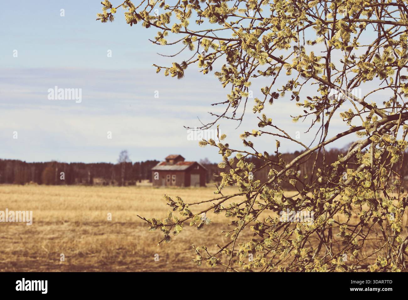 Blühende Weide, Salixbaum im Frühling mit alter isolierter Scheune im Feld auf dem Hintergrund in Retro-Farben. Stockfoto