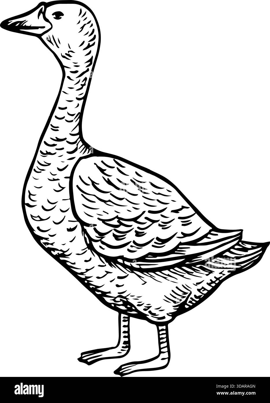 Gans. Schwarz-weiße Vektorillustration von Hand gezeichnet. Designelement für Verpackungen, Etiketten und Banner. Auch geeignet für Bücher, Postkarten und Stock Vektor