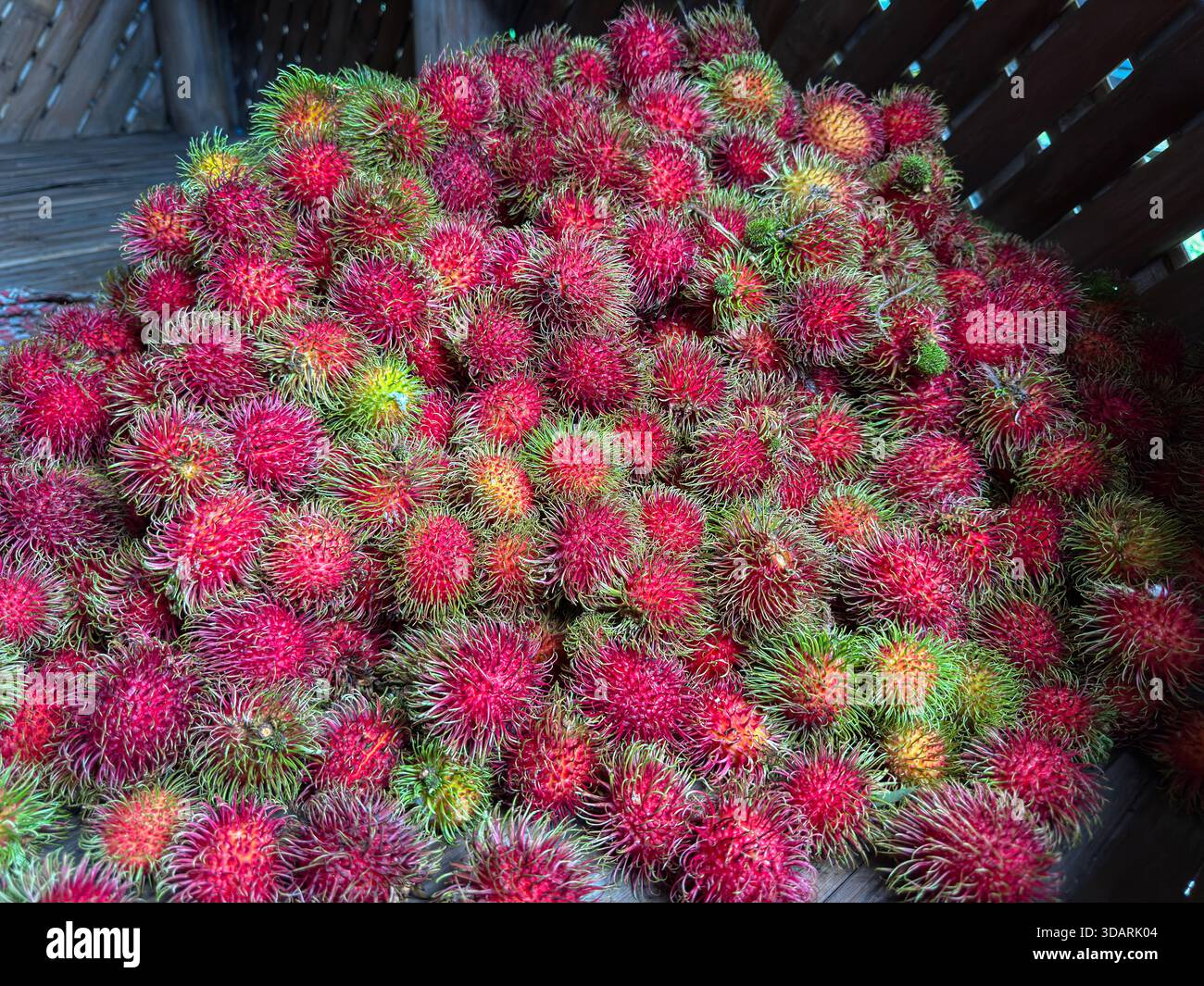 Rambutan-Früchte werden für den Verkauf auf lokalen Märkten geerntet - Smartphone-aufgenommenes Stockfoto