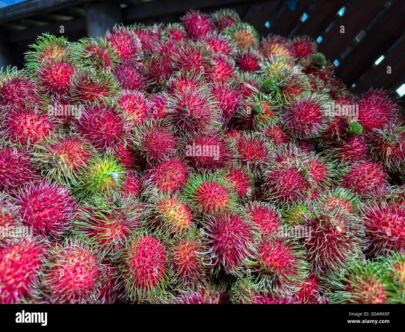 Rambutan-Früchte werden für den Verkauf auf lokalen Märkten geerntet - Smartphone-aufgenommenes Stockfoto
