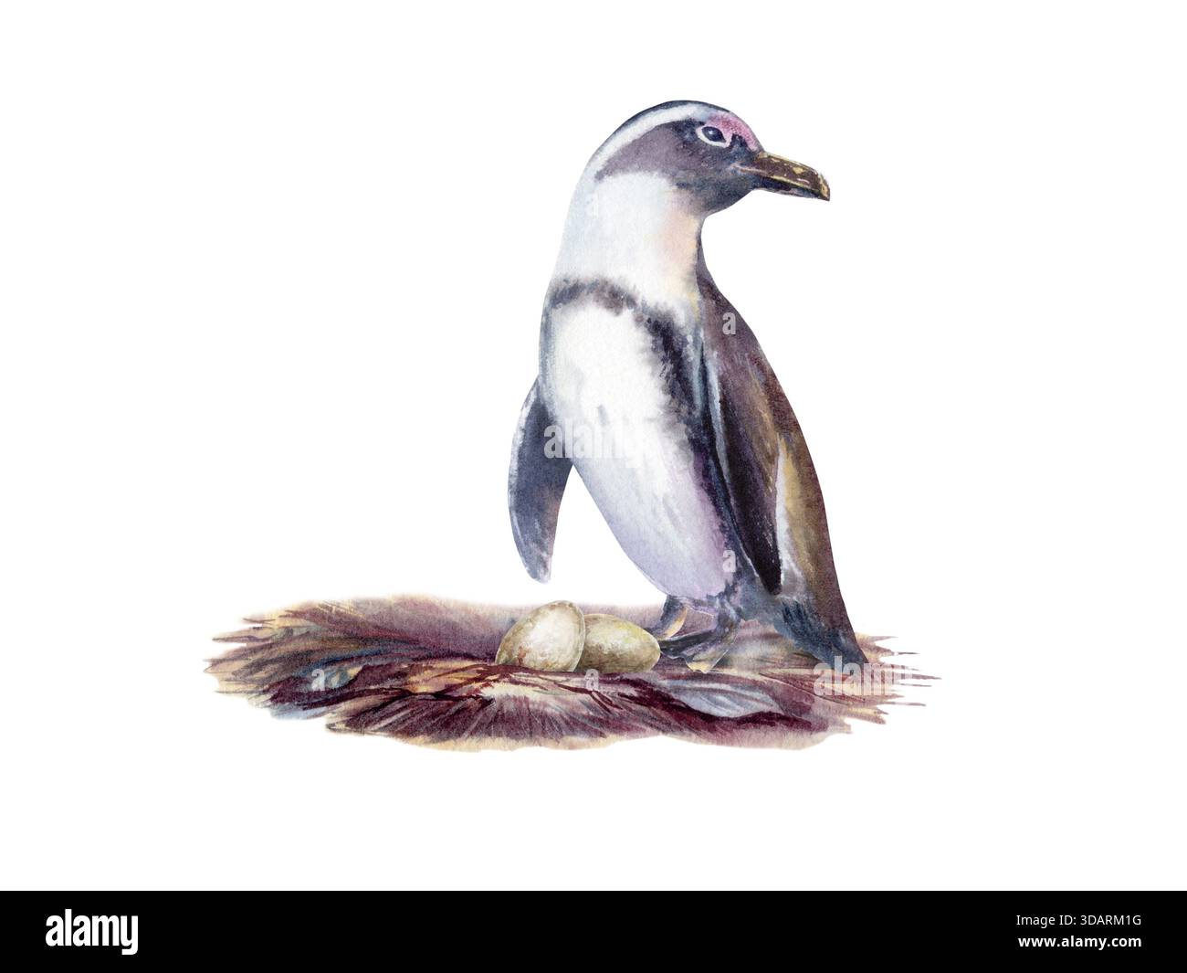 Weiblicher afrikanischer Brillenpinguin mit Eiern in einem Nest, als Symbol für den Erhalt gefährdeter Vogelarten, der zum Opfer gefallen ist Stockfoto