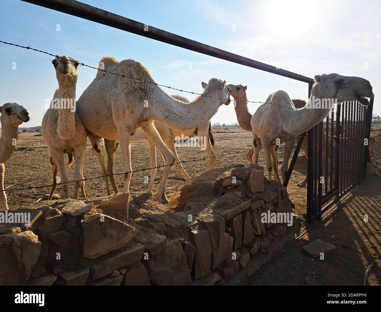 Touristen, die sich mit Kamelen auf einer Kamelfarm in der Region Riad in Saudi-Arabien beschäftigen. - Smartphone-aufgenommenes Stockfoto