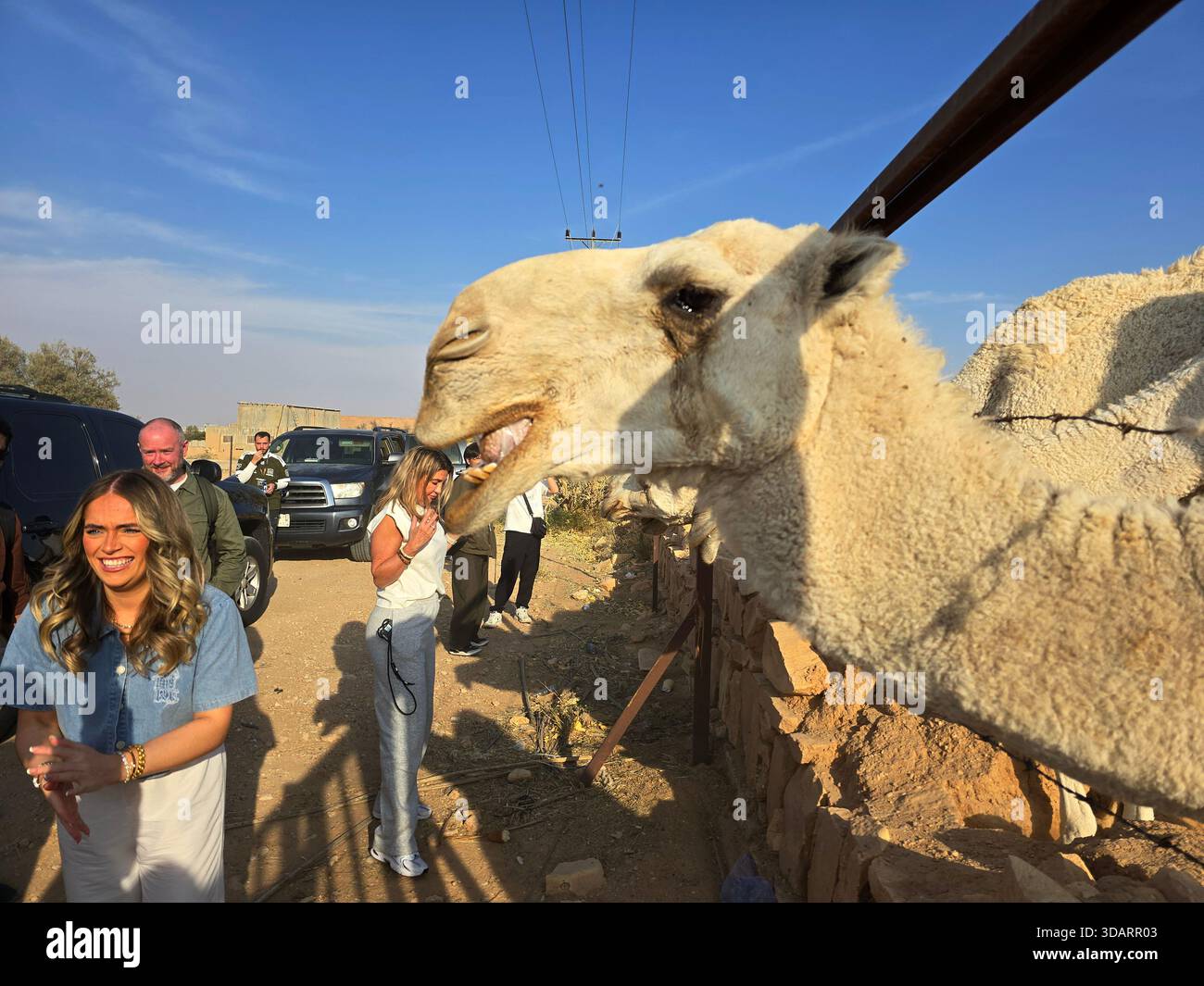 Touristen, die sich mit Kamelen auf einer Kamelfarm in der Region Riad in Saudi-Arabien beschäftigen. - Smartphone-aufgenommenes Stockfoto