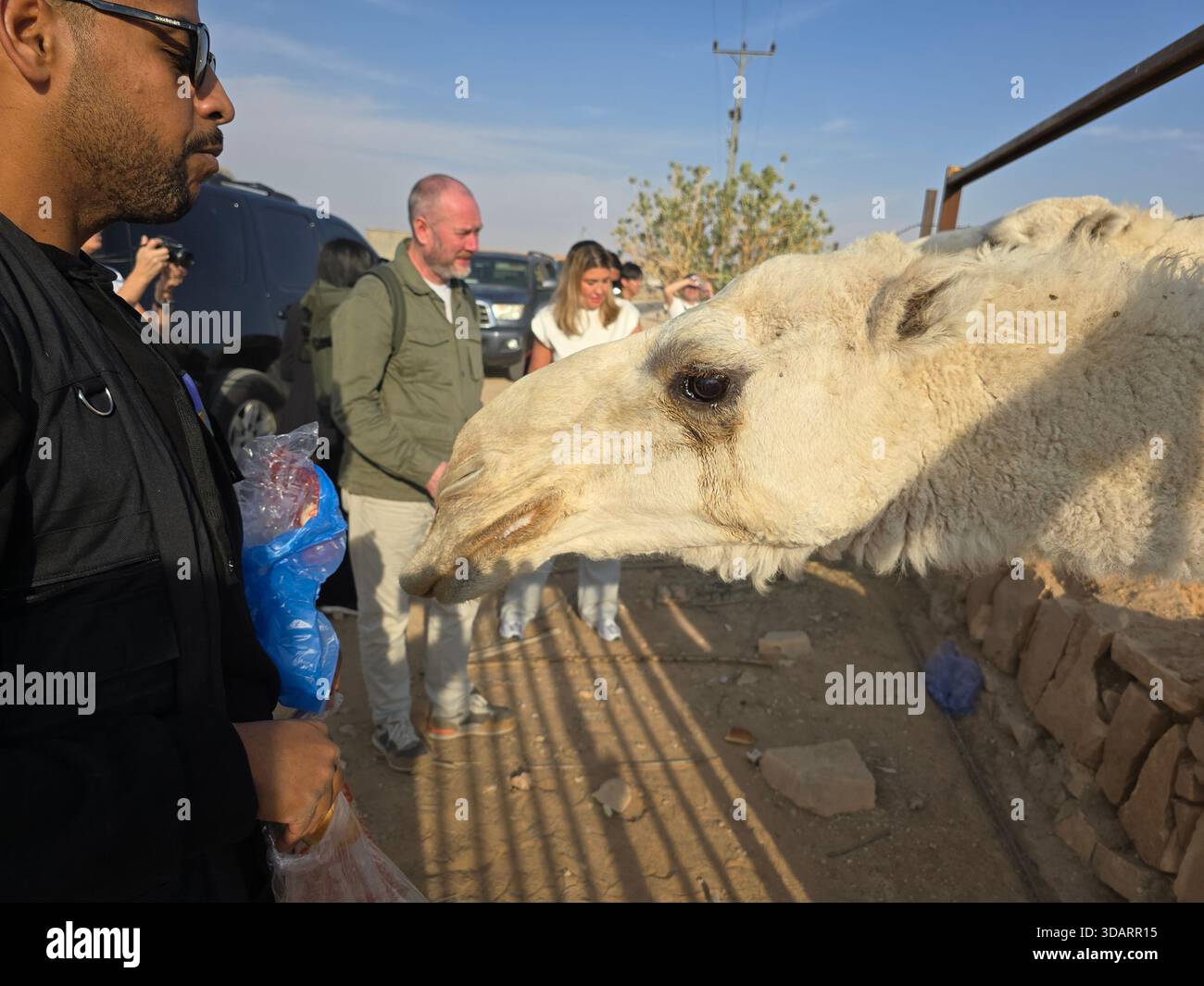 Touristen, die sich mit Kamelen auf einer Kamelfarm in der Region Riad in Saudi-Arabien beschäftigen. - Smartphone-aufgenommenes Stockfoto
