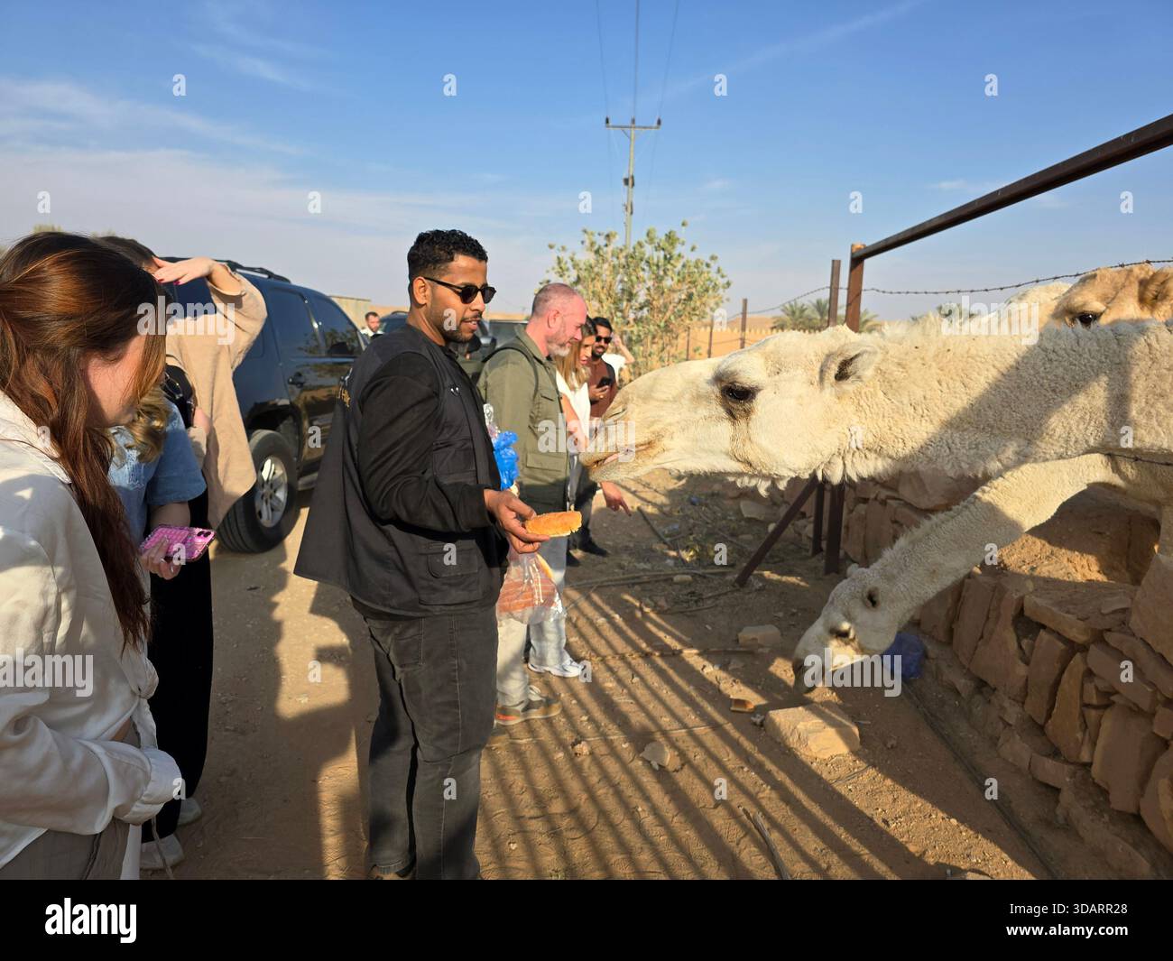 Touristen, die sich mit Kamelen auf einer Kamelfarm in der Region Riad in Saudi-Arabien beschäftigen. - Smartphone-aufgenommenes Stockfoto