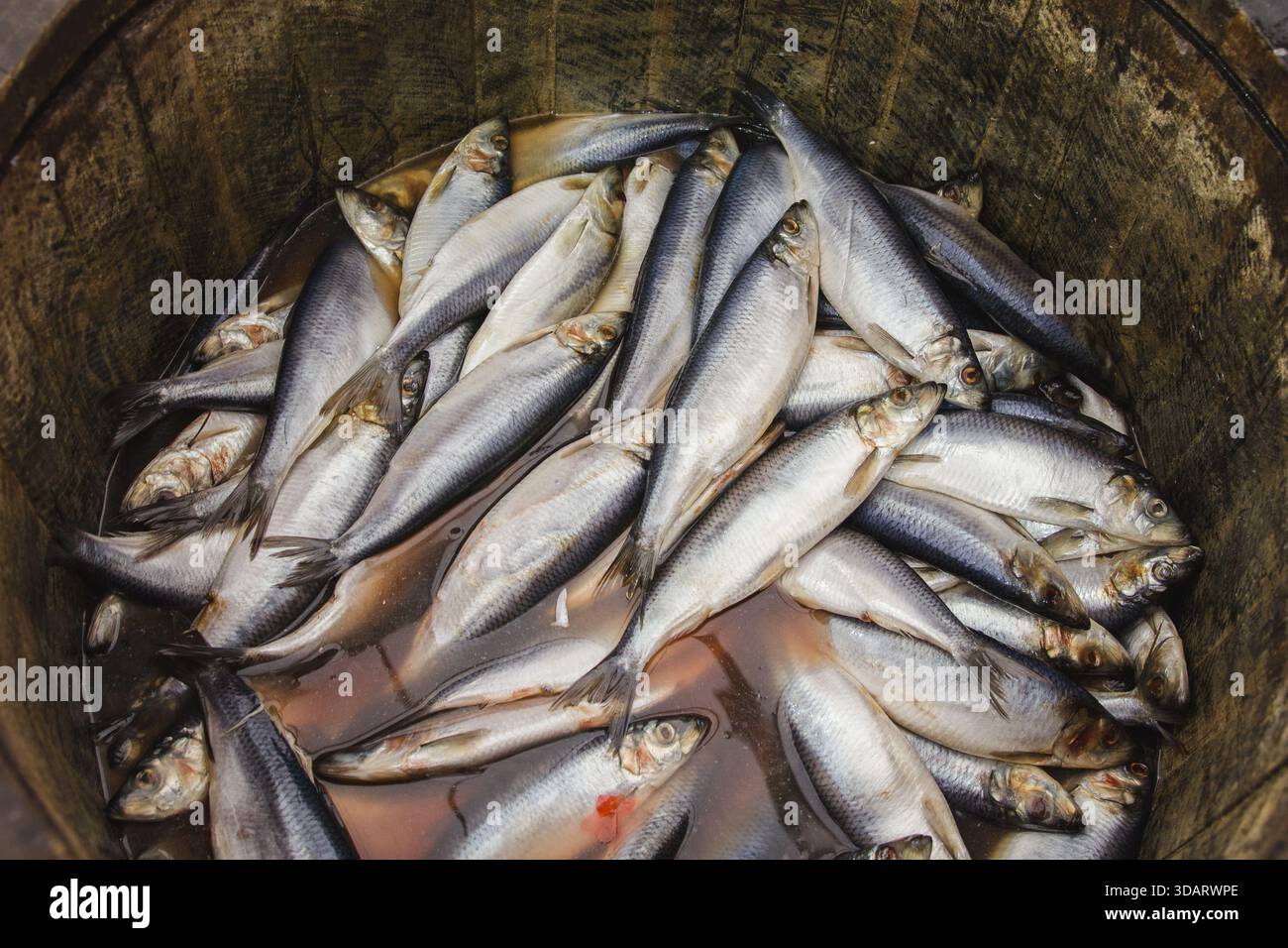 Hering in einem holzschaft - Meer Fisch Stockfoto