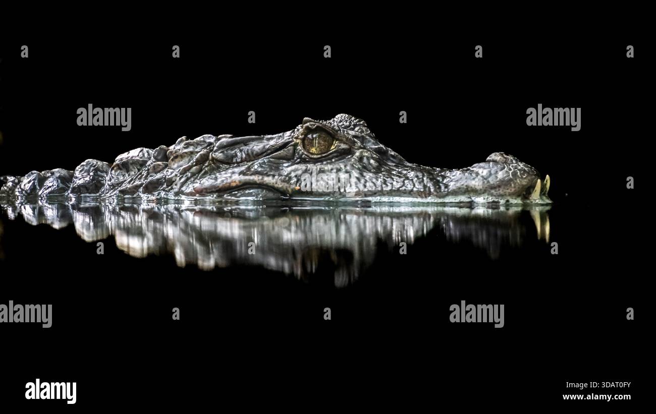 Krokodile sind in fast jedem Zoo. Obwohl ich viele in der Natur sehe, verpasse ich nie eine Gelegenheit, sie in den Zoos zu sehen. Stockfoto