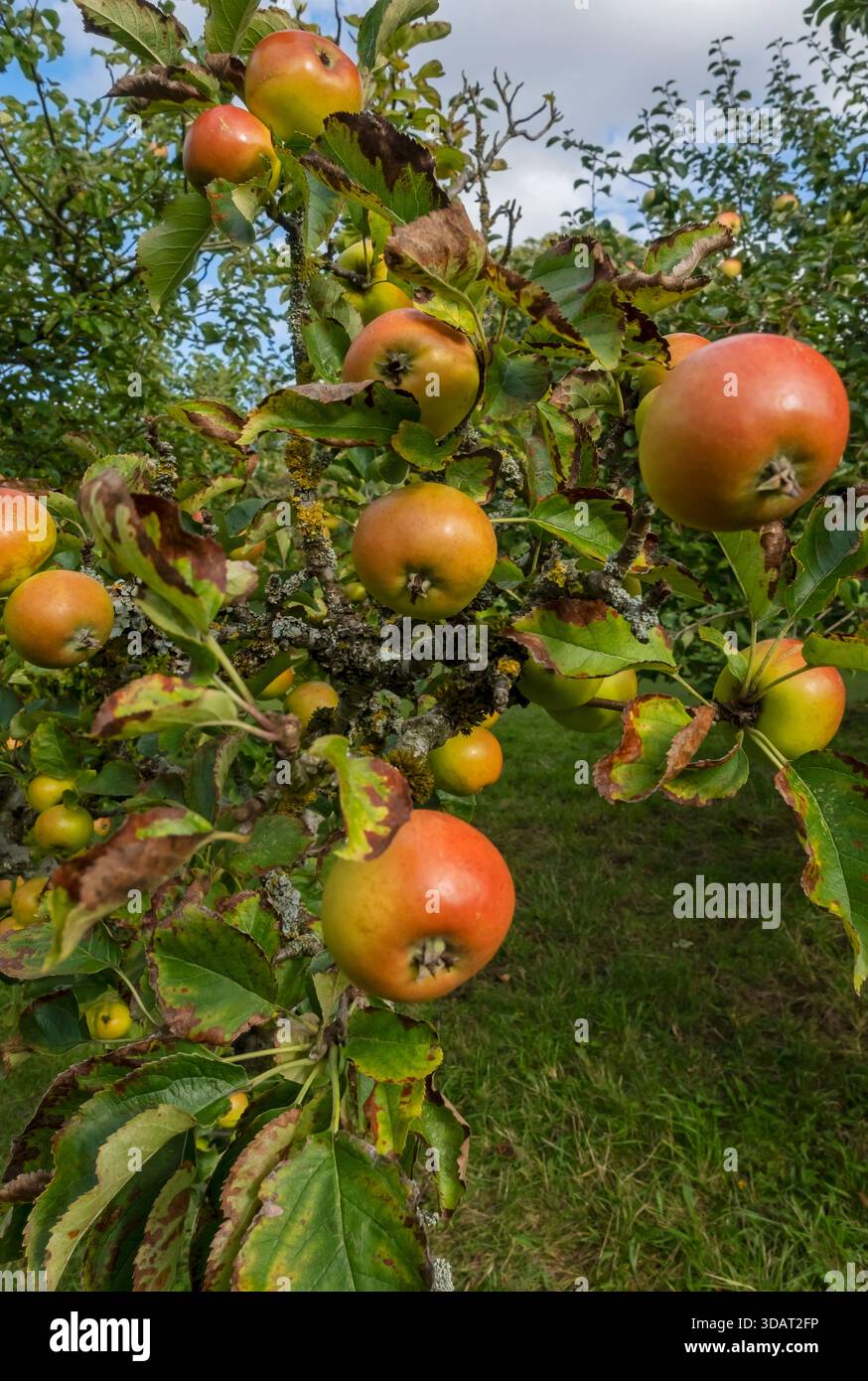 Nahaufnahme von Äpfeln Früchten, die auf einem Reifen Apfelbaum in einem Garten im Herbst wachsen England Großbritannien Großbritannien Großbritannien Großbritannien Großbritannien Großbritannien Großbritannien Großbritannien Großbritannien Großbritannien Großbritannien Großbritannien Großbritannien Großbritannien Großbritannien Großbritannien Großbritannien Stockfoto