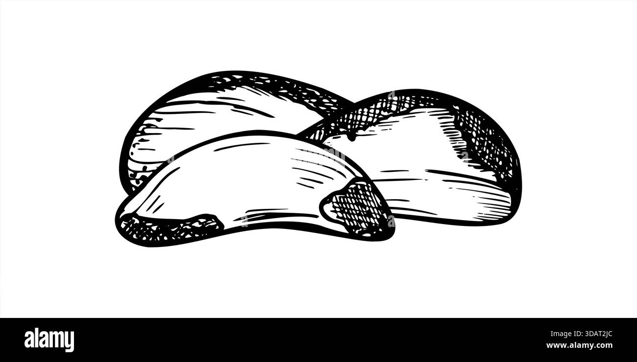 Stapel geschälter Paranüsse monochrome Vektor-schwarz-weiße Illustration. Grafische Skizze Paranut oder bolivianische Nüsse. Essbare Kerne für Gesundheit Lebensmittel Verpackung Stock Vektor