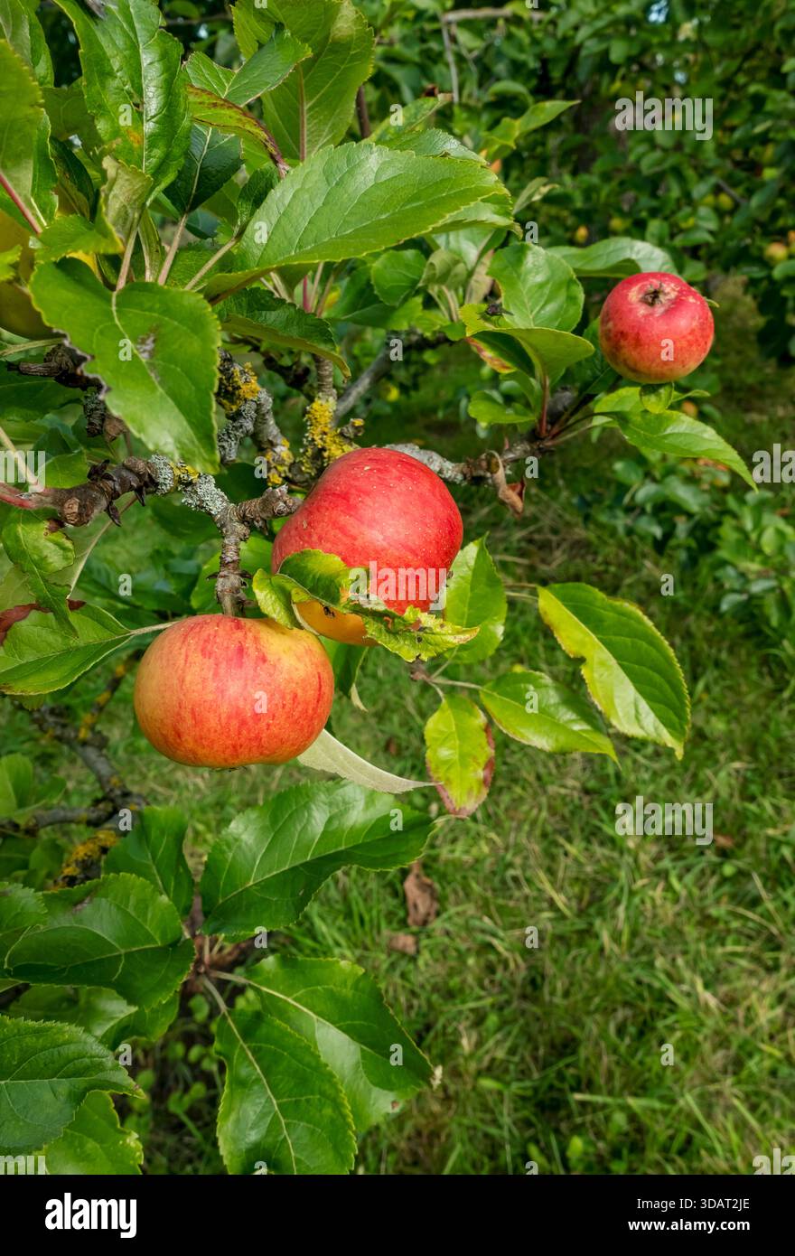 Nahaufnahme von Früchten roter Äpfel, die auf einem alten Apfelbaum wachsen, im Herbst England Großbritannien Großbritannien Großbritannien Großbritannien Großbritannien Großbritannien Großbritannien Großbritannien Großbritannien Großbritannien Großbritannien Stockfoto