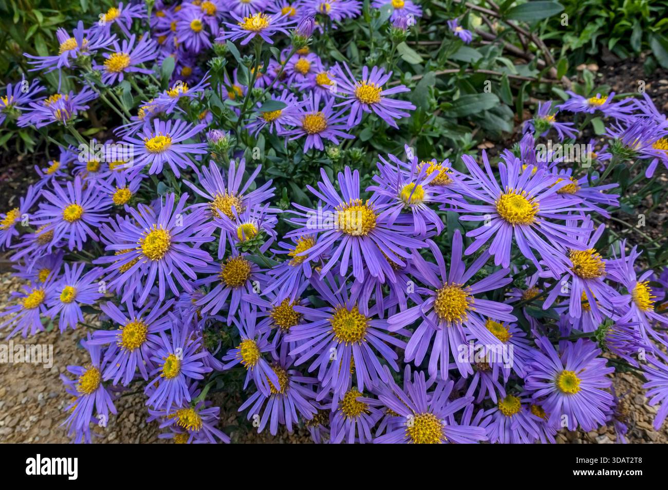 Nahaufnahme von violettem Aster Michaelmas Gänseblümchenblümchen blüht in der Grenze im Herbst England Großbritannien Großbritannien Großbritannien Großbritannien Großbritannien Großbritannien Großbritannien Großbritannien Großbritannien Großbritannien Großbritannien Großbritannien Großbritannien Großbritannien Großbritannien Großbritannien Großbritannien Großbritannien Großbritannien Großbritannien Stockfoto