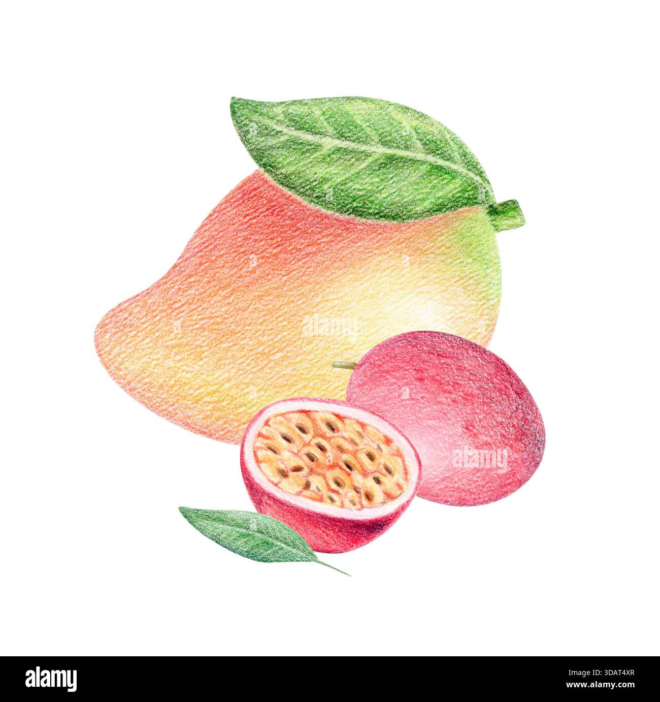 Mango und Passionsfrucht exotische Komposition, Aquarell und Bleistift isolierte Illustration. Tropische botanische Clipart. Stockfoto