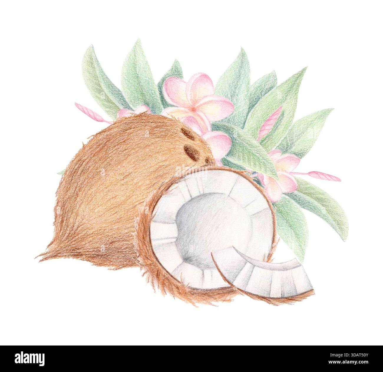Exotisches Clipart aus Kokos und Plumeria, tropisches Aquarell und farbige Bleistift-Illustration Stockfoto