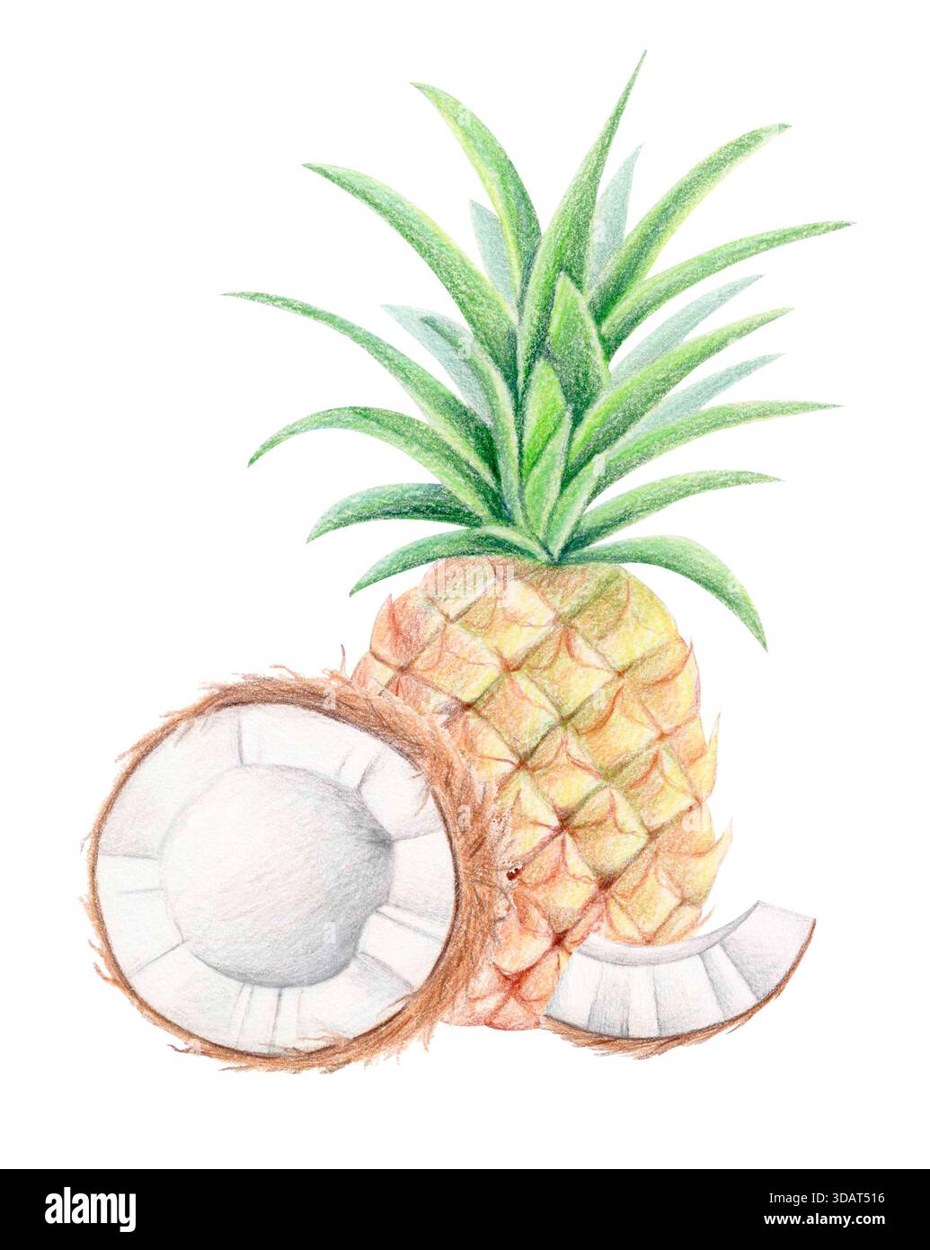 Ananas- und Kokosnusssommerkomposition, Aquarell und farbige Bleistift isolierte Illustration. Tropische botanische Clipart. Stockfoto