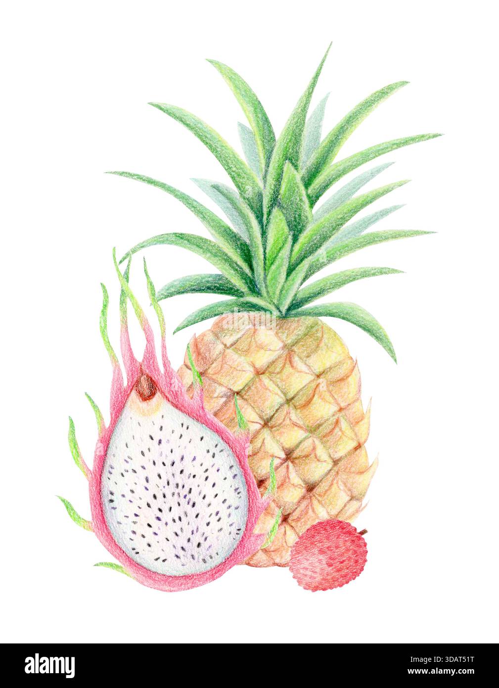 Ananas, Drachenfrucht und Litschi Sommer exotische Komposition, Aquarell und Buntstift isolierte tropische Frucht Illustration. Stockfoto