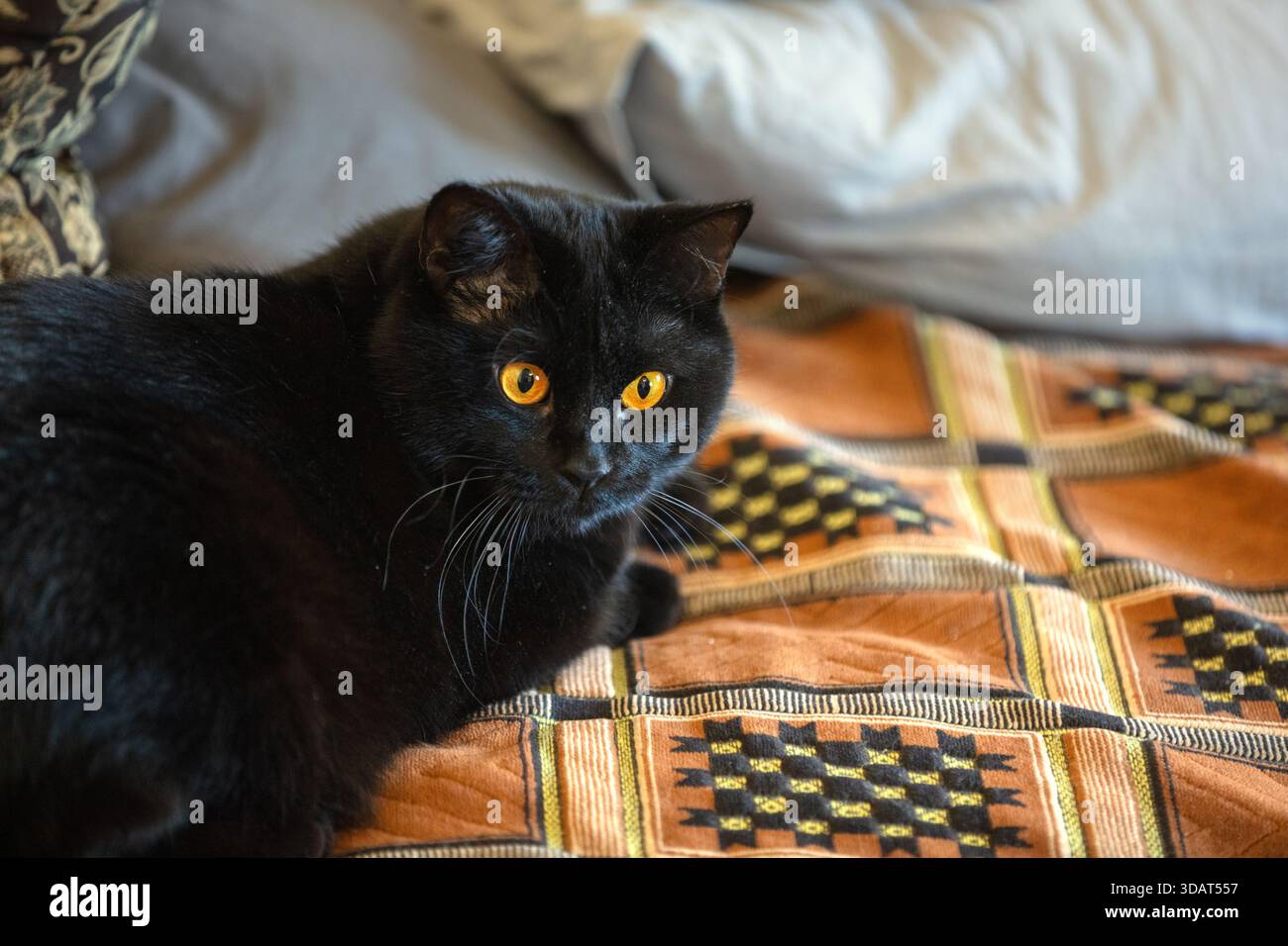 Porträt einer niedlichen schwarzen Katze, die drinnen auf dem Sofa liegt Stockfoto