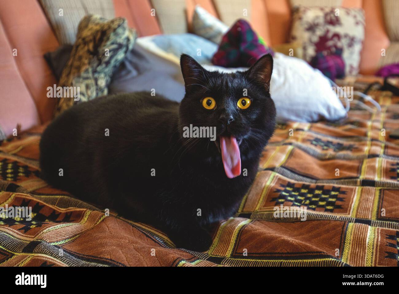 Porträt einer lustigen schwarzen Katze mit langer Zunge, die auf einem Sofa liegt Stockfoto