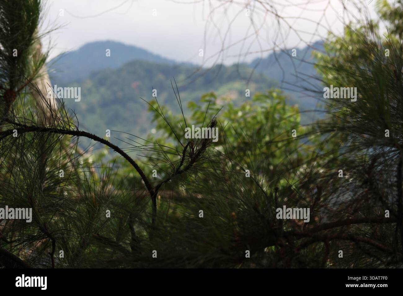 Kiefernäste, die eine bewaldete Berglandschaft in sanfter Schärfe umrahmen Stockfoto