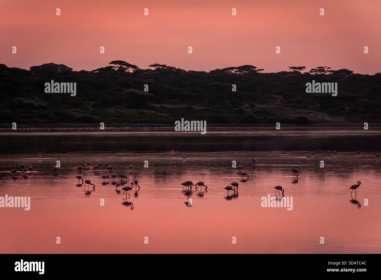 Eine Auswahl an rosa Flamingos im Rift Valley of Africa Stockfoto