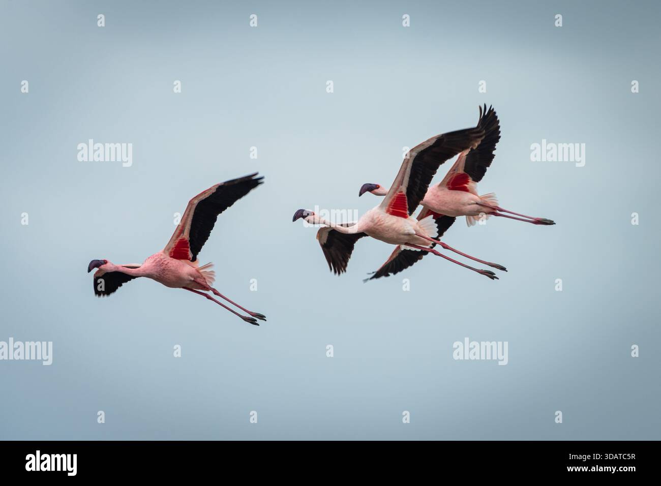 Eine Auswahl an rosa Flamingos im Rift Valley of Africa Stockfoto