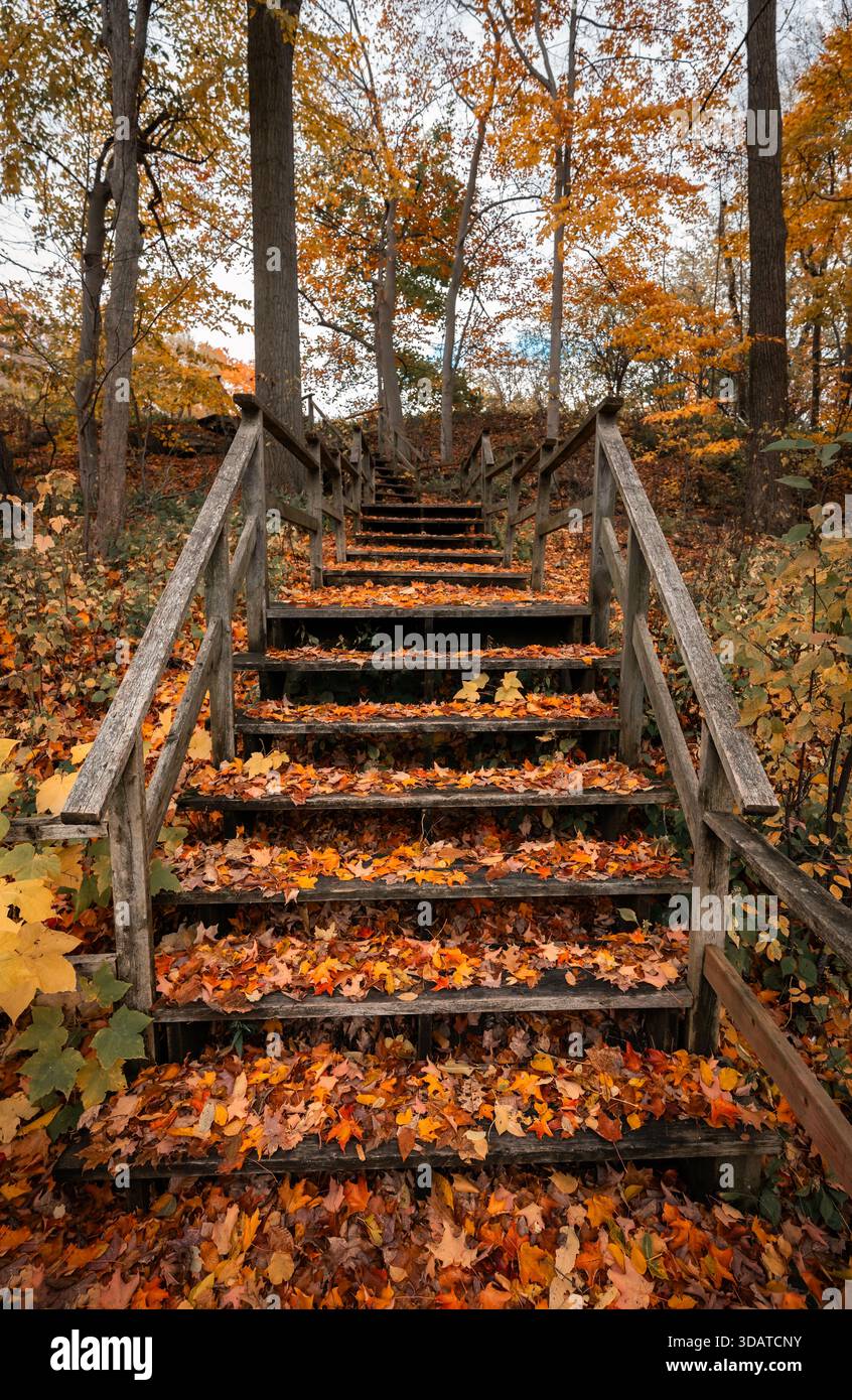Holztreppen durch Bäume, die mit gefallenen Blättern bedeckt sind, am Herbsttag. Stockfoto