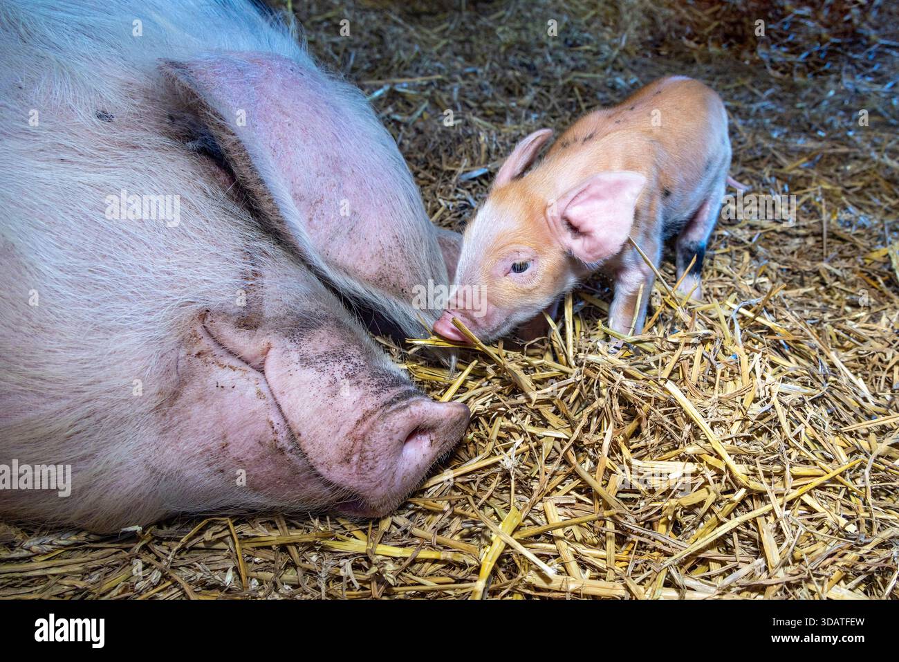Kleines Ferkel und großes Schwein großes Lächeln, glücklich, Schwein und Sau, kleine Nase große Nase zusammen auf Stroh in einer Scheune, glücklich zusammen in einem Stall Stockfoto