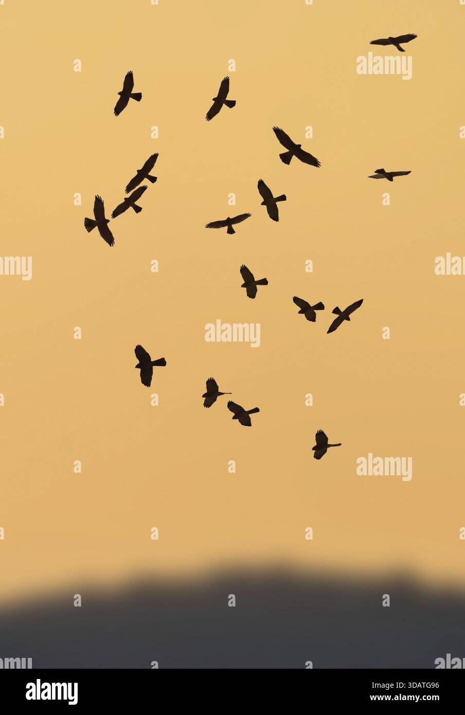 Levant Sparrowhawk - Accipiter brevipes Stockfoto