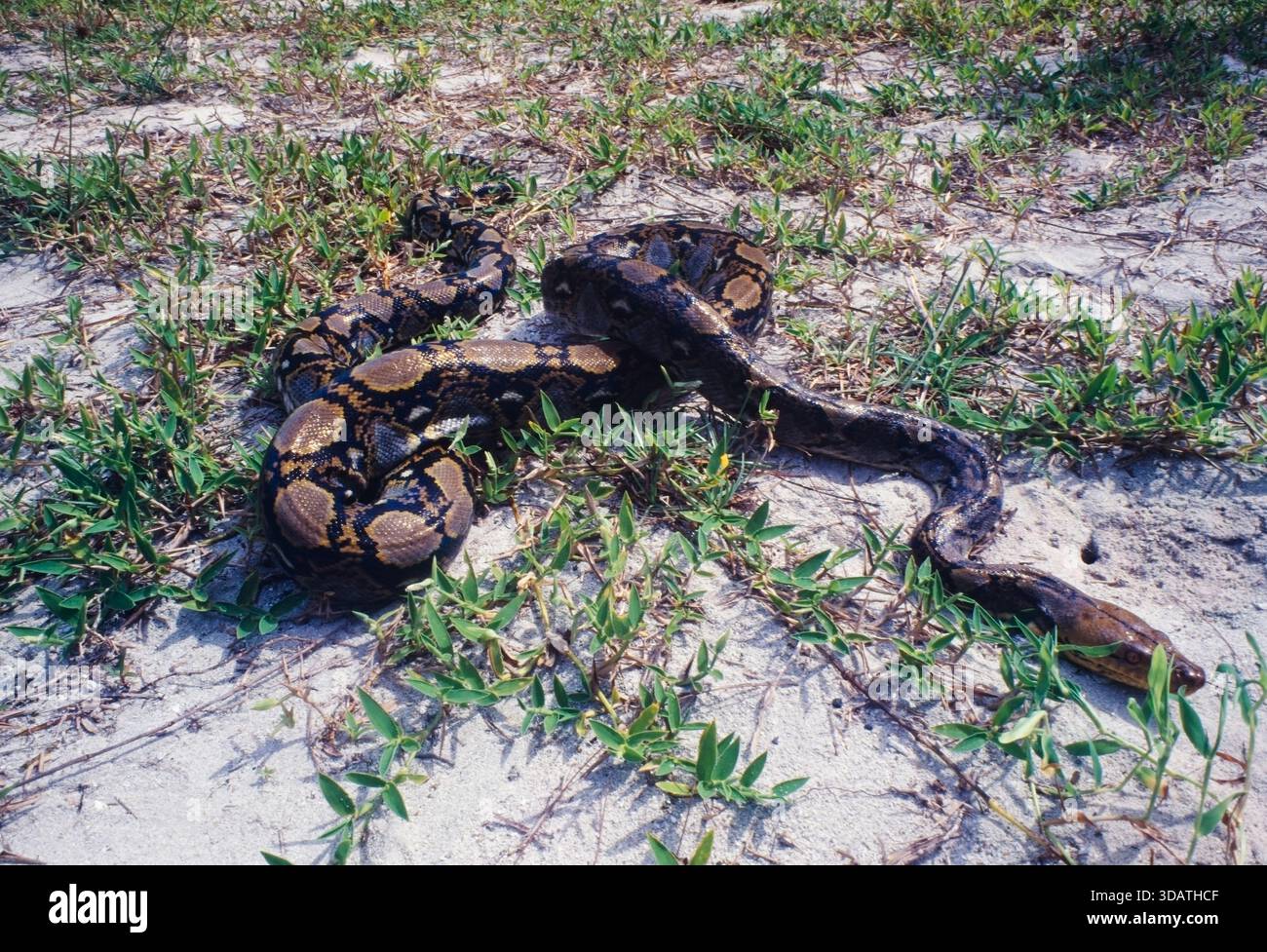 Indonesien, Pulau Batu, Batu-Inseln, vor der Westküste von Sumatra, Netzpython (Malayopython reticulatus, Python reticulatus), Kodak Elite Chrome ISO 100 EB, 2001 Stockfoto