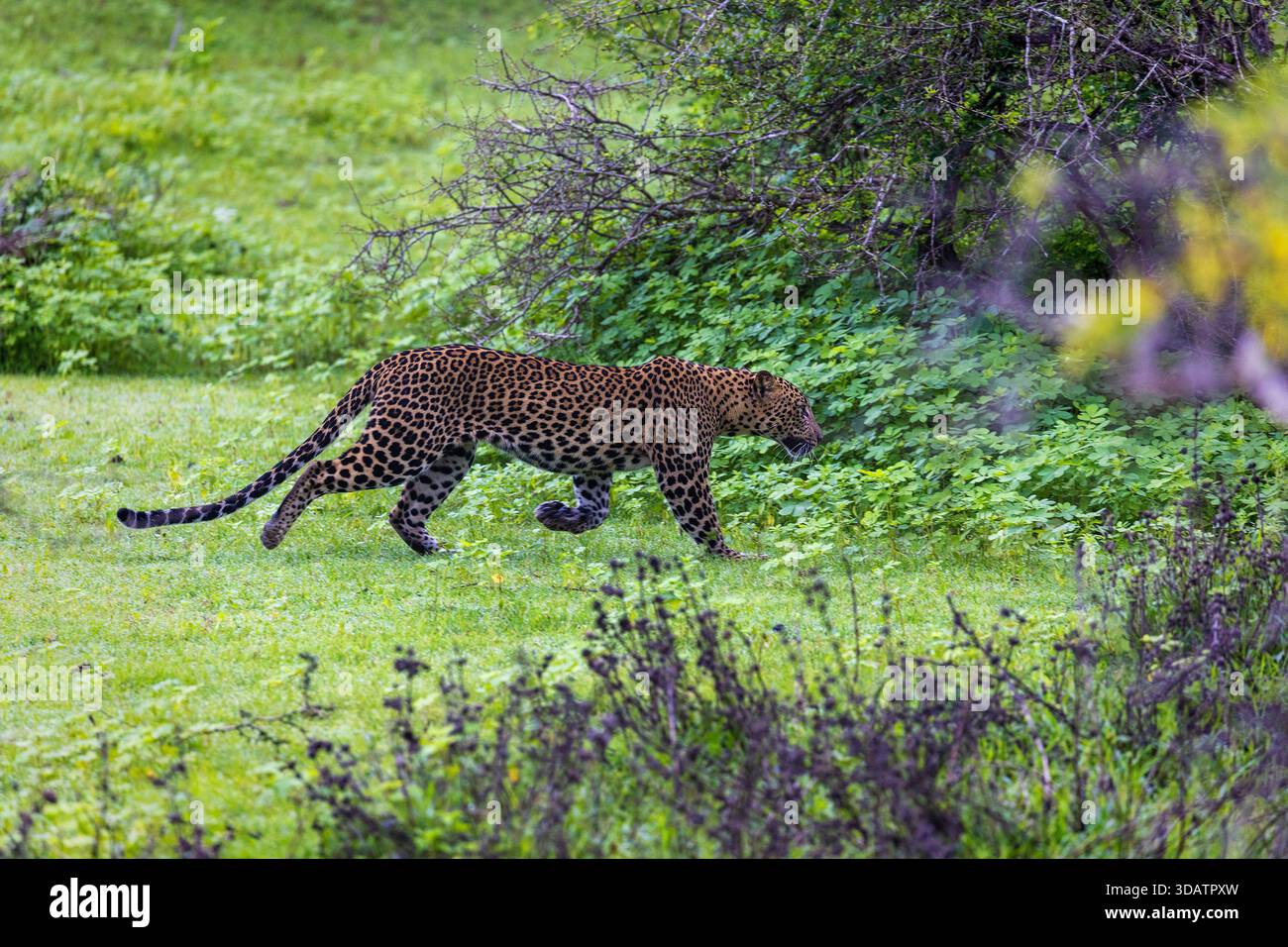 Sri Lanka Leopard (Panthera pardus kotiya) läuft im Yala-Nationalpark, Sri Lanka Stockfoto