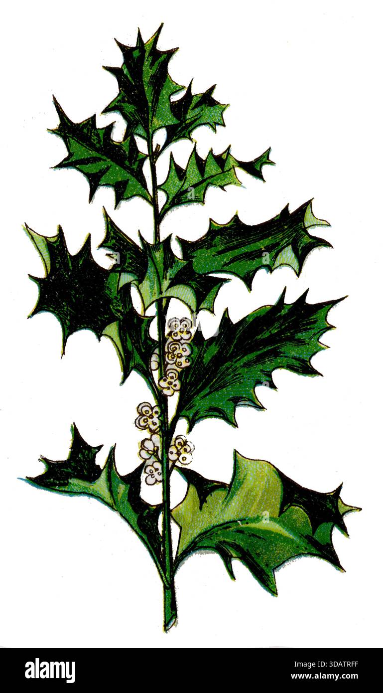 Ilex aquifolium zeichnung -Fotos und -Bildmaterial in hoher Auflsung   Alamy