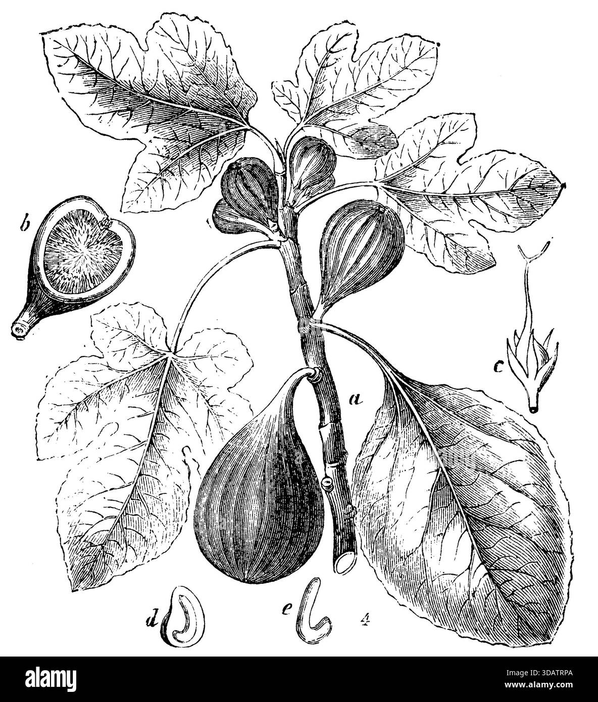Abb., ein Zweig mit Früchten. b Pseudofrucht aufschneiden e Blume d offenes Saatgut schneiden. E Sämling, Ficus carica, (Enzyklopädie, 1893), Feige, A Zweig mit früh. b Aufgeschnittene Scheinfrucht e Blüte d Durchschnittener Samen. E Keimling, Figue, A Branche avec Fruit. b Ouvrir le pseudo-Frucht. E Fleur. d Ouvrir la graine. E Semis. Stockfoto