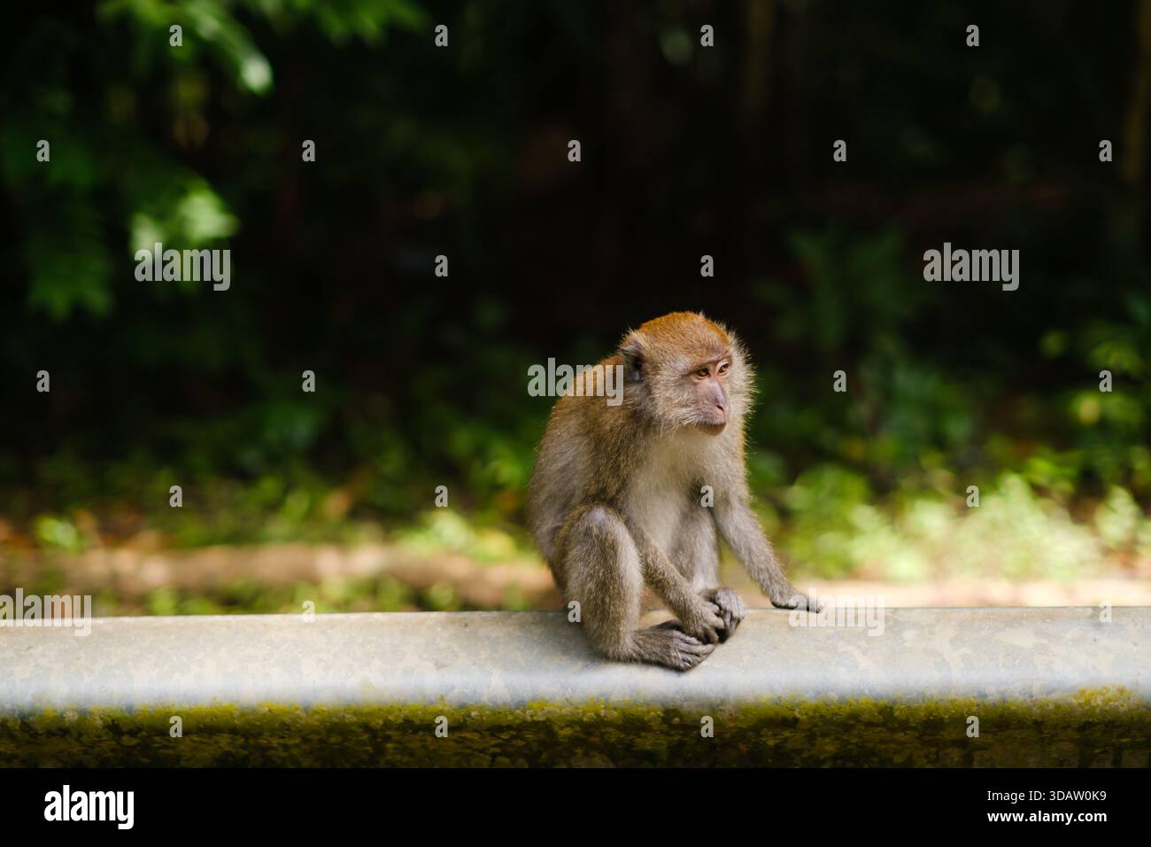 Ein Affe bewegt sich entlang eines Metallgeländes in einem waldreichen Gebiet, umgeben von lebhaftem Grün. Andere Affen sind im Hintergrund zu sehen, was zu Th beiträgt Stockfoto