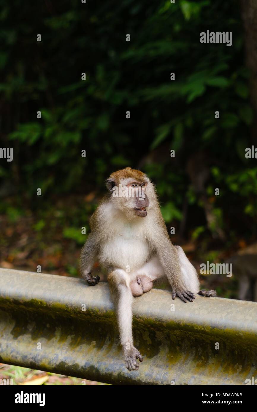 Ein Affe bewegt sich entlang eines Metallgeländes in einem waldreichen Gebiet, umgeben von lebhaftem Grün. Andere Affen sind im Hintergrund zu sehen, was zu Th beiträgt Stockfoto