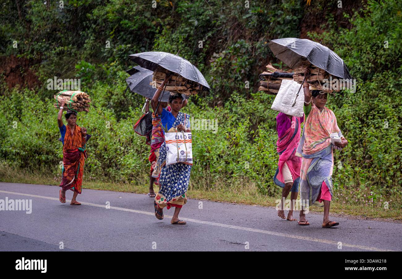 Frauen, die mit gesammeltem Brennholz im schnurrenden Regen laufen, Odisha, Indien Stockfoto