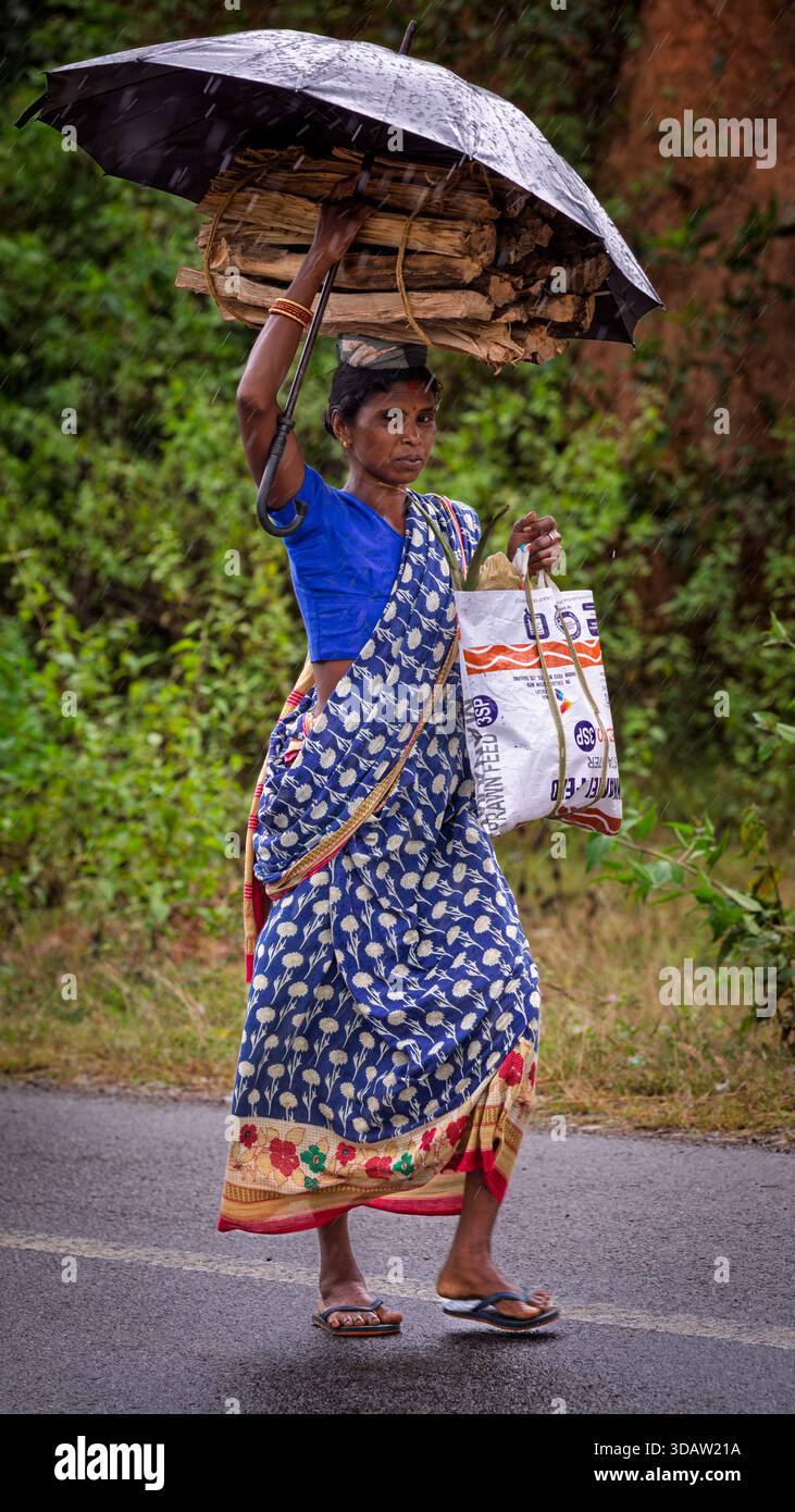 Frauen, die mit gesammeltem Brennholz im schnurrenden Regen laufen, Odisha, Indien Stockfoto