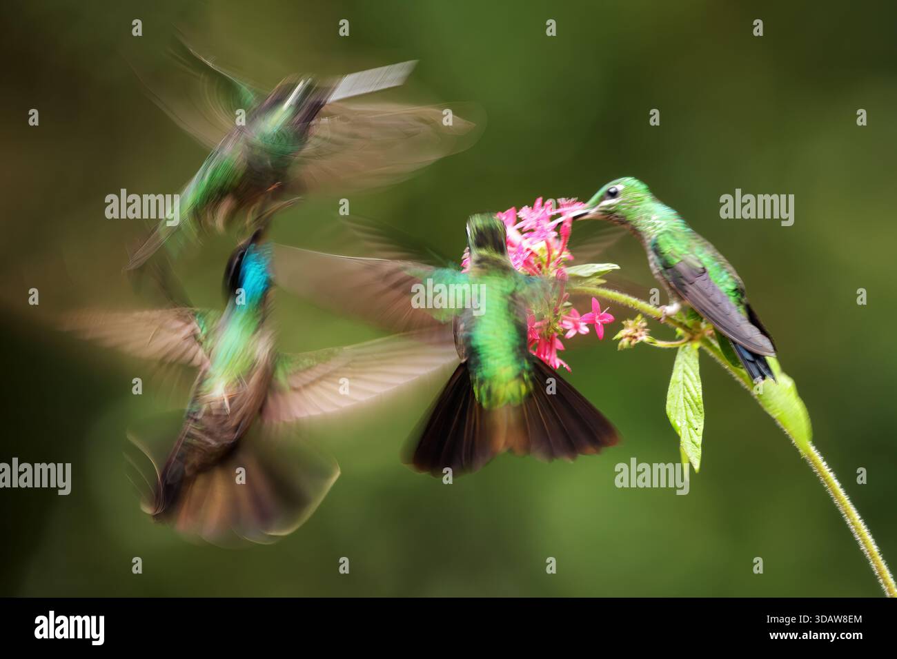 Eine atemberaubende Aufnahme von Kolibris in Panama, in der eine Gruppe von leuchtenden rosafarbenen Blumen lebt. Erleben Sie das dynamische Flug- und Fütterungsverhalten von Stockfoto
