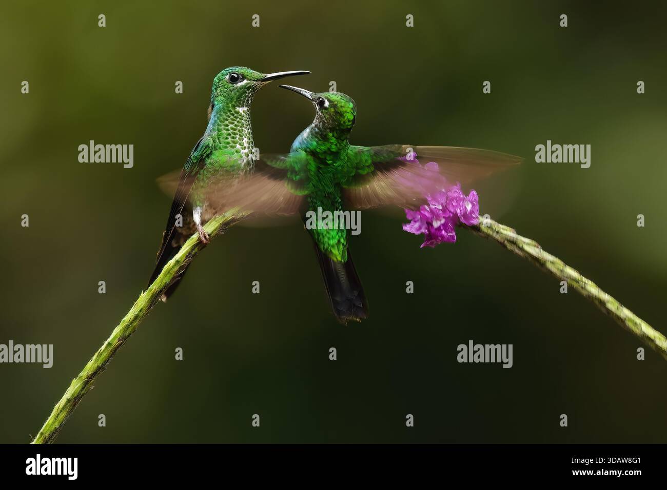 Zwei herrliche Kolibris interagieren anmutig und zeigen lebendiges Gefieder, während sie sich von bunten Panama-Blumen ernähren. Ihre synchronisierten Bewegungen cre Stockfoto